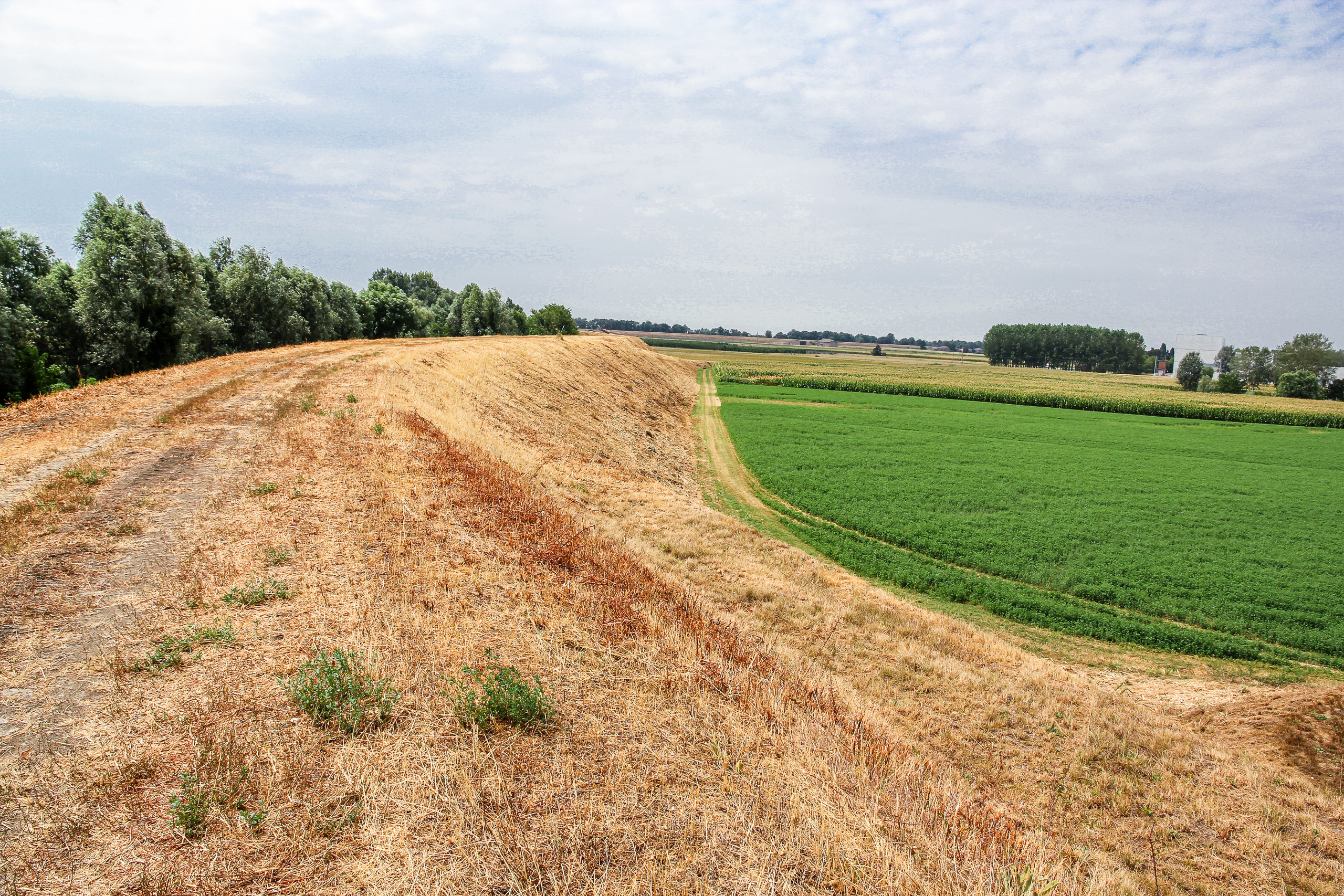 Weiter oben am Damm: links das ausgedörrte Gras, rechts das grüne Feld